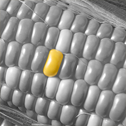 Ofrecemos columnas de análisis rápido de ácido/azúcar, así como columnas basadas en plomo para ayudar a identificar todos los componentes en una muestra. También podemos personalizar una columna que se ajuste mejor a sus necesidades de separación.
Beneficios:

Reproducibilidad columna a columna, inyección a inyección.
Larga vida.
Robustas con alta eficiencia.
Variedad de opciones para marcar mejor en su separación: Tamaño de partícula, vinculación cruzada, funcionalidad y dimensión de columna.

Analitos comunes de biocombustibles:Glucosa, etanol, celobiosa, glicerol, ácido acético, ácido láctico, metanol, arabinosa, xilitol, xilosa, furfural, acetaldehído, ácido glutárico, ácido propiónico, ácido butírico, butanol, succínico, maltosa y maltotriosaColumnas:

ORH 801FA
Coregel 87H3