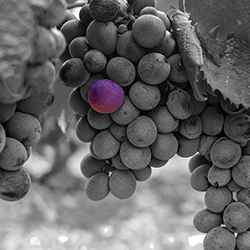 Concise Separations ofrece una variedad de columnas de exclusión de iones creadas para separar azúcares, alcoholes de azúcar, ácidos y alcoholes en el mismo pinñazo.
Beneficios:

Ideal para aniones inorgánicos, ácidos carboxílicos, ácidos del ciclo de Krebs, alcoholes de azúcar.
Las columnas más robustas disponibles... pueden manejar muestras sucias.
Tiempos de análisis rápidos.
Probado para muestras complejas.
Alta resolución con alta eficiencia.
Compatible con espectroscopia de masas.
Se ofrece en 6 %, 7 %, 8 % y 10 % para adaptarse mejor a sus necesidades de análisis.





Ref.
Descripción
Longitud
 ID


AXC 99 1300
Universal Holder For All 4.0x20mm Guard Cartridges
24mm
4.0mm


ICE 99 1372
Coregel Carbonate Analysis Guard Kit
24mm
4.0mm


ICE 99 5753
Coregel ARH 601 Aromatic Acids Analysis
100mm
6.5mm


ICE 99 5861
Coregel 87H Fast Organic Acids Analysis
100mm
7.8mm


ICE 99 7752
Coregel ION 310 Fast Organic Acids Analysis
150mm
6.5mm


ICE 99 8461
Coregel USP L17
250mm
4.0mm


ICE 99 9753
Coregel 801 Fast Analysis
200mm
7.8mm


ICE 99 9754
Coregel ORH 801
300mm
6.5mm


ICE 99 9810
Coregel WA1 Wine Analysis Column
300mm
7.8mm


ICE 99 9850
Coregel ION 300
300mm
7.8mm


ICE 99 9860
Coregel 64H
300mm
7.8mm


ICE 99 9861
Coregel 87H3
300mm
7.8mm


ICE 99 9865
Coregel 87H3 Fast Analysis
150mm
7.8mm


ICE 99 9866
Coregel 107H
300mm
7.8mm


ICE 99 9867
Coregel 107H Fast Analysis
150mm
6.5mm


ICE 99 9871
Coregel 87H3, 6.5mm id
300mm
6.5mm


ICE 99 9872
Coregel CA1 Carbonate Analysis 
250mm
7.8mm


ICE 99 6353
Coregel SemiPrep 87H 
300mm
21.2mm