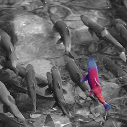 Concise Separations fabrica columnas de HPLC de aminoácidos que combinan un alto grado de resolución con la reproducibilidad necesaria para permitir un análisis completo de muestras de aminoácidos complejas.
Beneficios:

Muestras fisiológicas (formato Li+).
Hidrolizados de proteínas (formato Na+).
Eluyentes simples.
Reproducibilidad extrema.
Detección postcolumna de ninhidrina u OPA.
Sensibilidad picomol.

Guía de selección:

Concise Li+.
Beckman Style Li+.

Muestras fisiológicas.Hidrolizados de proteínas:

Beckman Style Na+.
Beckman Gold Na+.
AA 511.
AA 511HS (alta velocidad).
AA 911.

Otros enfoques:

Biocombustibles.
Comida y bebida.
Agua potable.
Análisis de carbohidratos.
Aminoácidos.
Cromatografía iónica.
Análisis de ácido nucleico.
Análisis de ácidos orgánicos.
Análisis de fase reversa.
Preparación de la muestra.





Ref.
Descripción
Longitud
 ID


AAA 99 6310
AminoSep Beckman Gold Na+
200mm
4.0mm


AAA 99 6311
AminoSep Beckman Style Li+
100mm
4.0mm


AAA 99 6554
AminoSep Sodium AA 511HS
120mm
4.6mm


AAA 99 7554
AminoSep Sodium AA 511  
150mm
4.6mm


AAA 99 8553
AminoSep Sodium AA 911
250mm
4.6mm


AAA 99 8553W
AminoSep Sodium AA 911 Waters Compatible
250mm
4.6mm