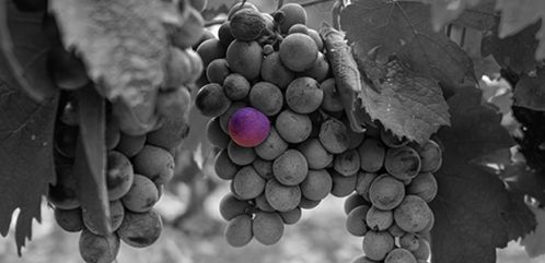 ORGANIC ACID