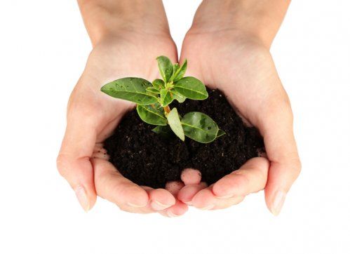 PL-1000 PLANTAS